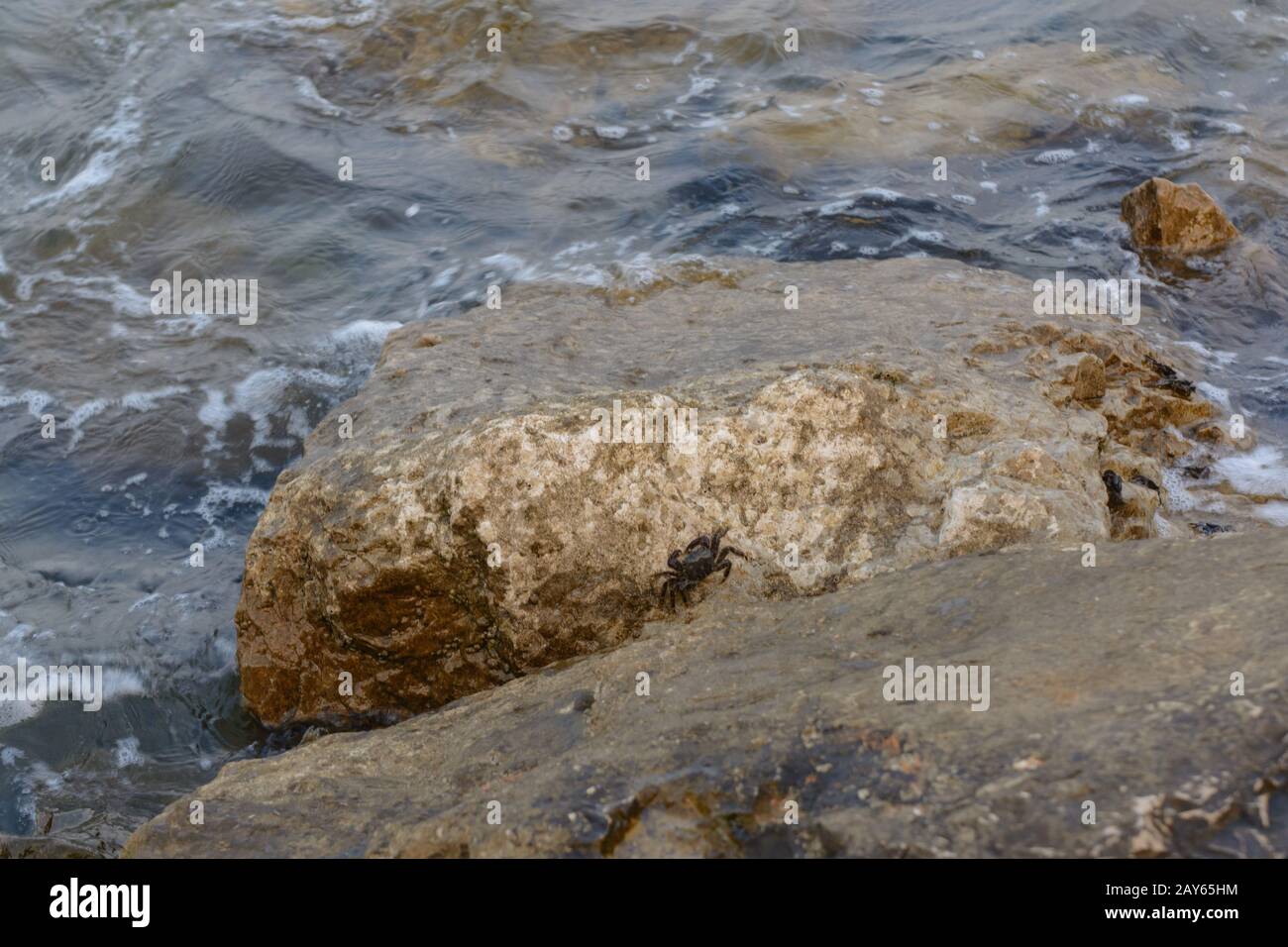 Krebs, der auf einem Stein am Meeresufer krabbelt Stockfoto