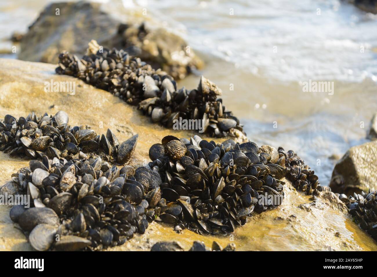 Zahlreiche Muscheln haften an Steinen an der Küste - Italien Stockfoto