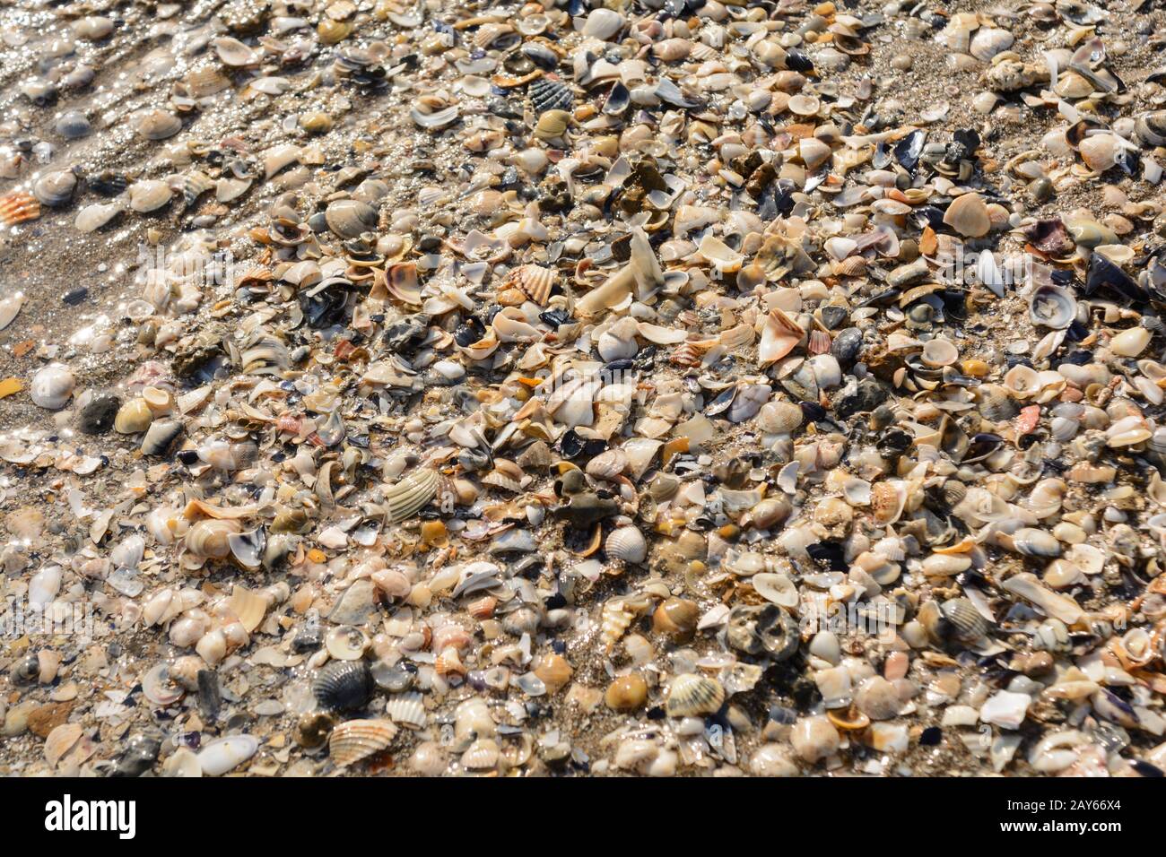 Bunte Muscheln an einem Strand in Italien gewaschen Stockfoto