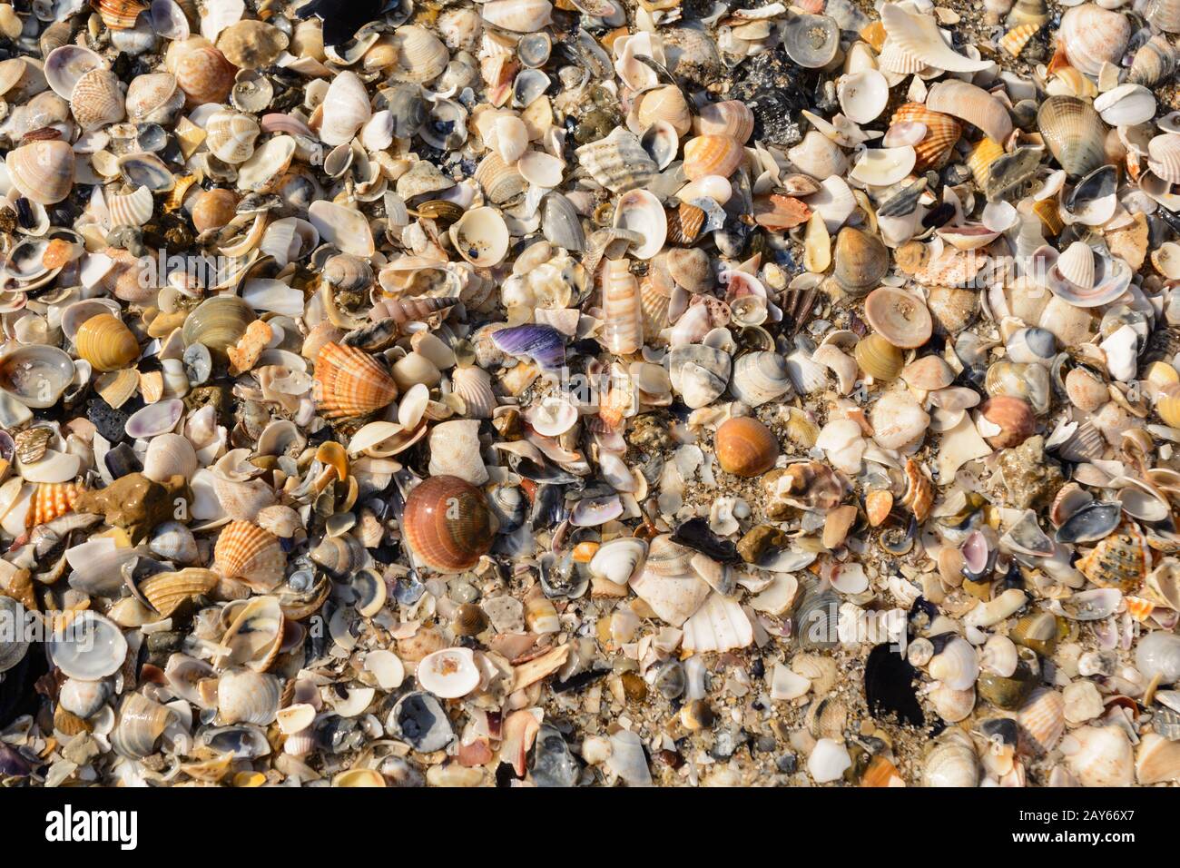 An einem sandigen Strand mit bunten Muscheln und Schalenresten gewaschen - Italien Stockfoto