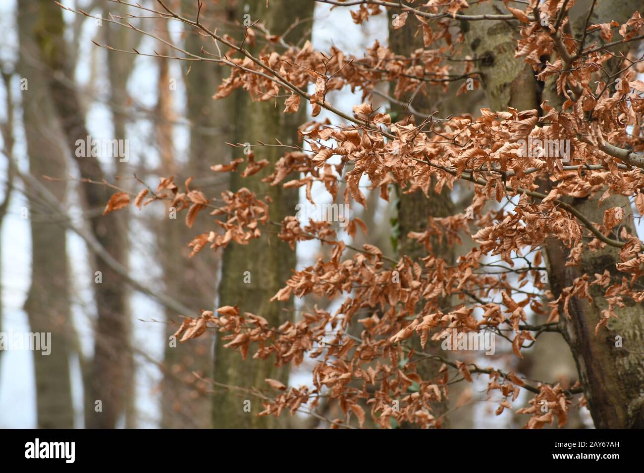 Braune Blätter im Winter oder Herbst Stockfoto