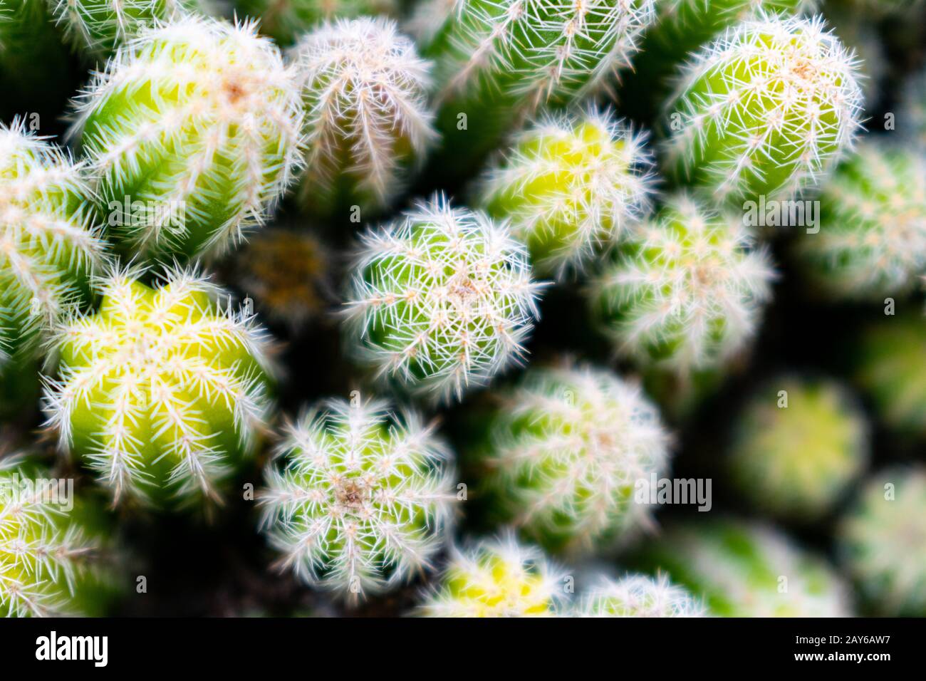 Abstrakte Draufsicht über Erdnüsse Kaktus (Echinopsis chamaecereus, Chamaecereus silvestrii), weicher Fokus Stockfoto