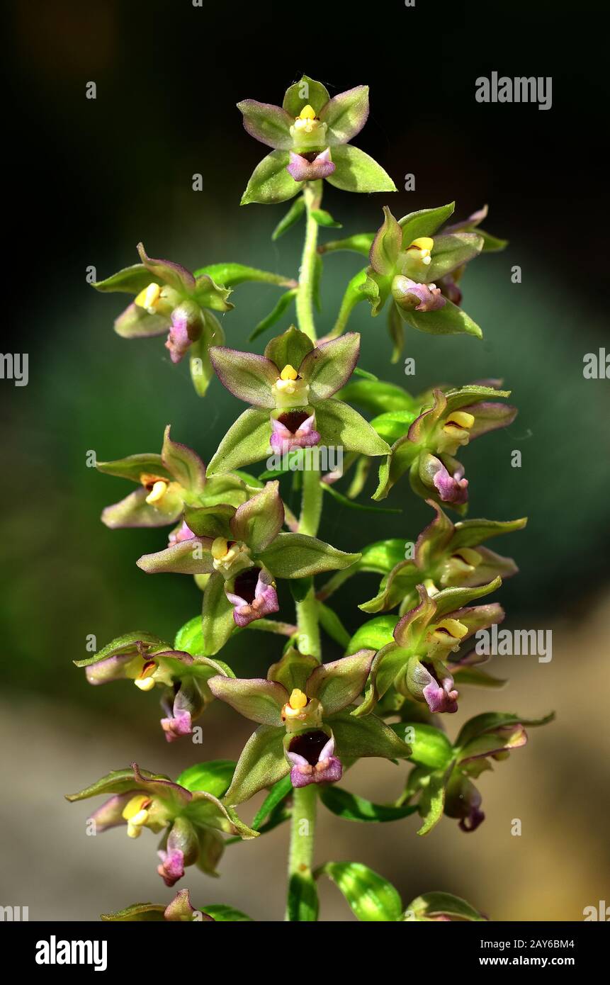Breitblättrige Orchidee, breite Helleborine, Breitblatt, Blume, Blüte, Stockfoto