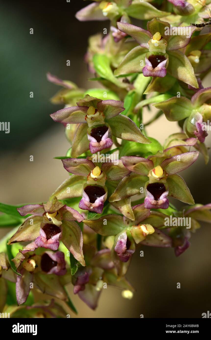 Breitblättrige Orchidee, breite Helleborine, Breitblatt, Blume, Blüte, Stockfoto