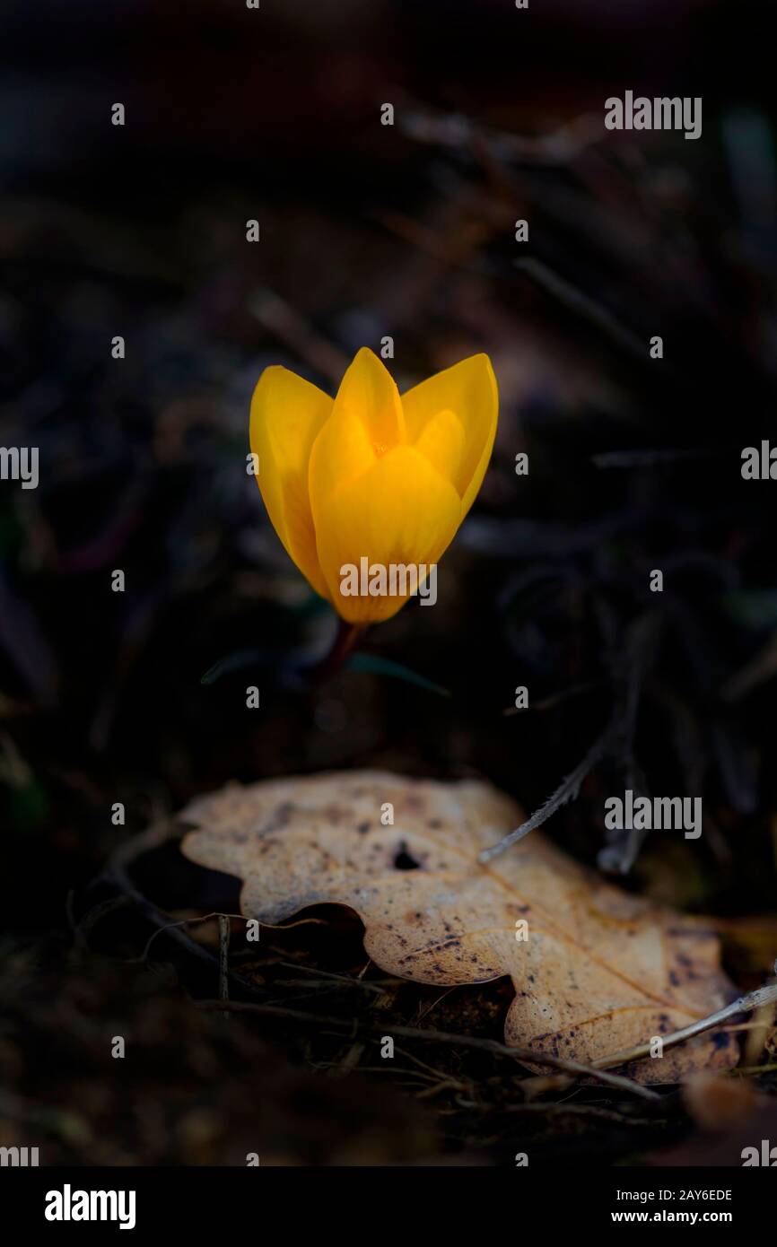 Crocus flavus Blatt gelbe Blume dunkler Hintergrund Stockfoto