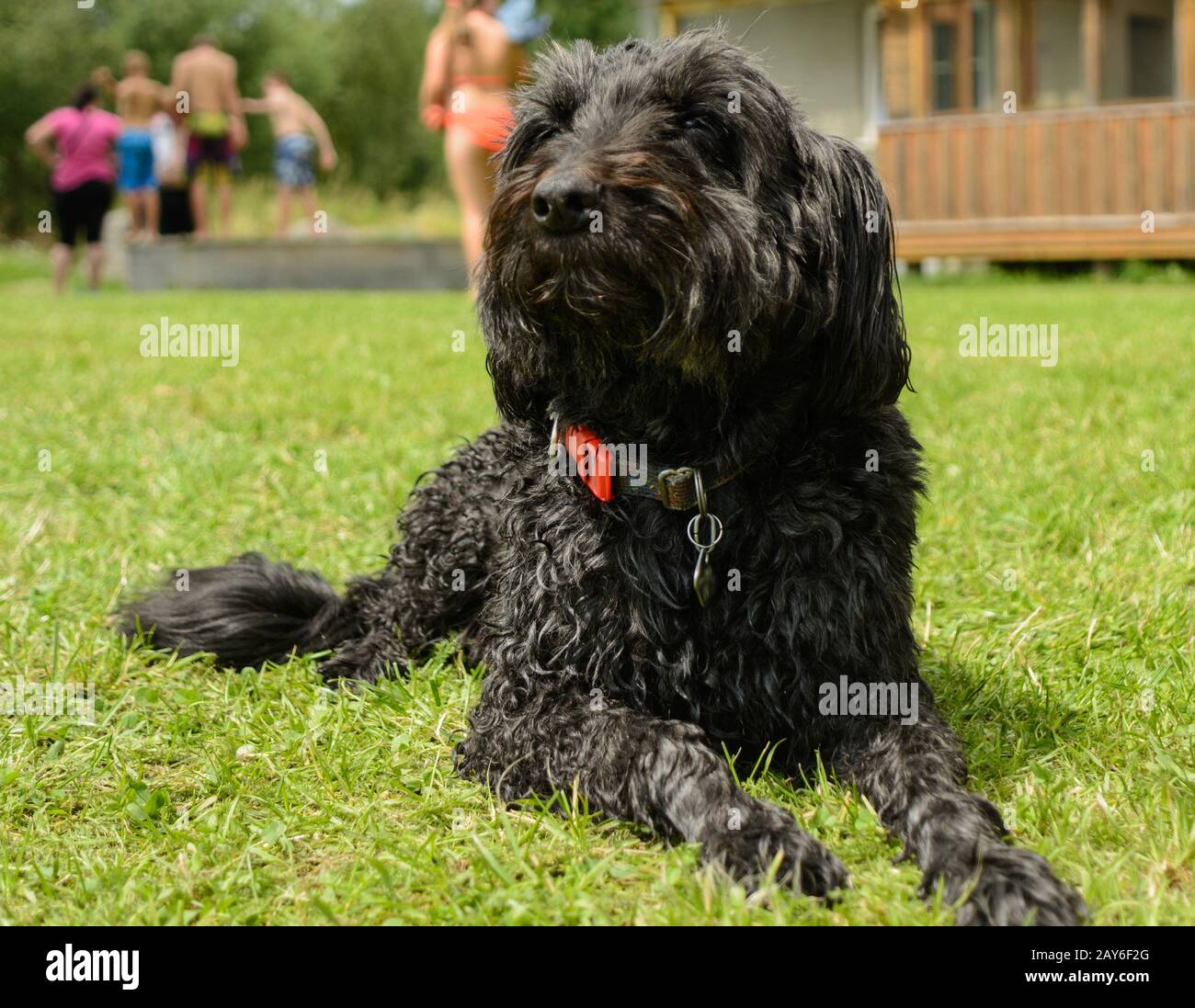 Treuer schwarzer Mittelschnauzer liegt aufmerksam auf der Wiese - Hundefoto Stockfoto