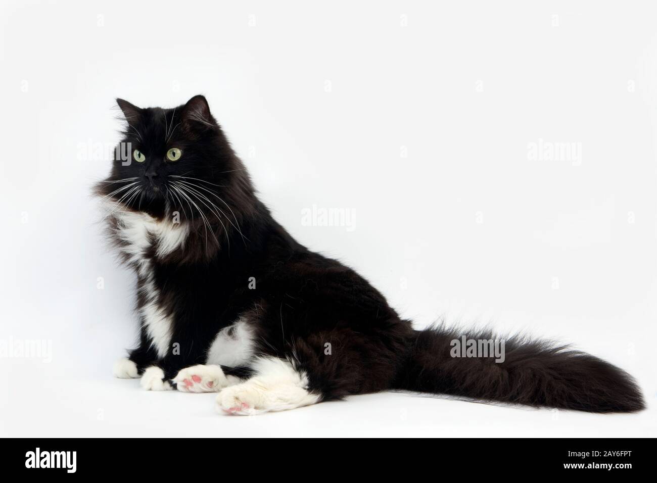 Schwarz / weiß sibirischen Hauskatze, weiblich vor weißem Hintergrund Stockfoto