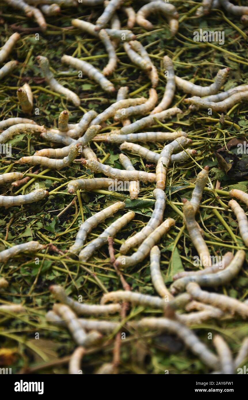 Seidenraupen in silk Farm, Siem Reap Stockfoto