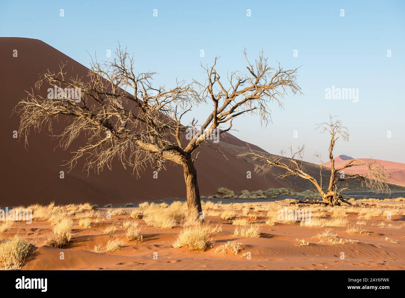Blick auf trockene Bäume und Pflanzen im Winter in der Nähe Stockfoto