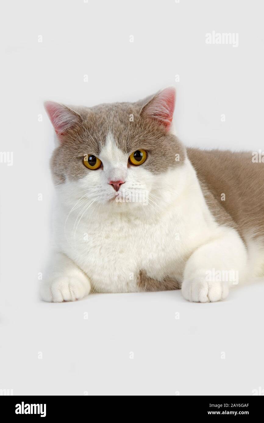 Lila und weißen British Kurzhaar Hauskatze, Männlich Verlegung vor weißem Hintergrund Stockfoto