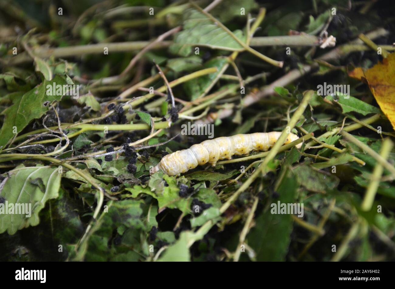 Seidenraupen in silk Farm, Siem Reap Stockfoto