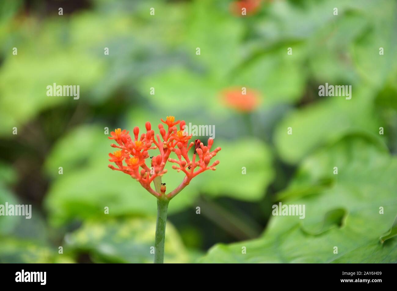 Propagation