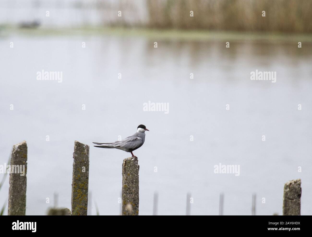 Whiskered Tern, Lake Balta Alba, County Braila, Rumänien Stockfoto