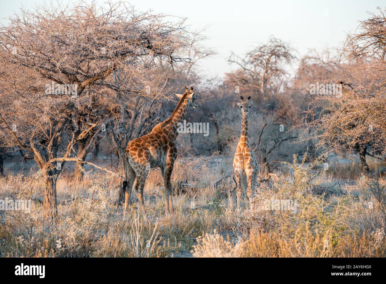 Junge lustige, nabische Giraffe schaut kurioserweise in Fotografen, während seine Mutter in Savannenwälder von Etosha N geht Stockfoto