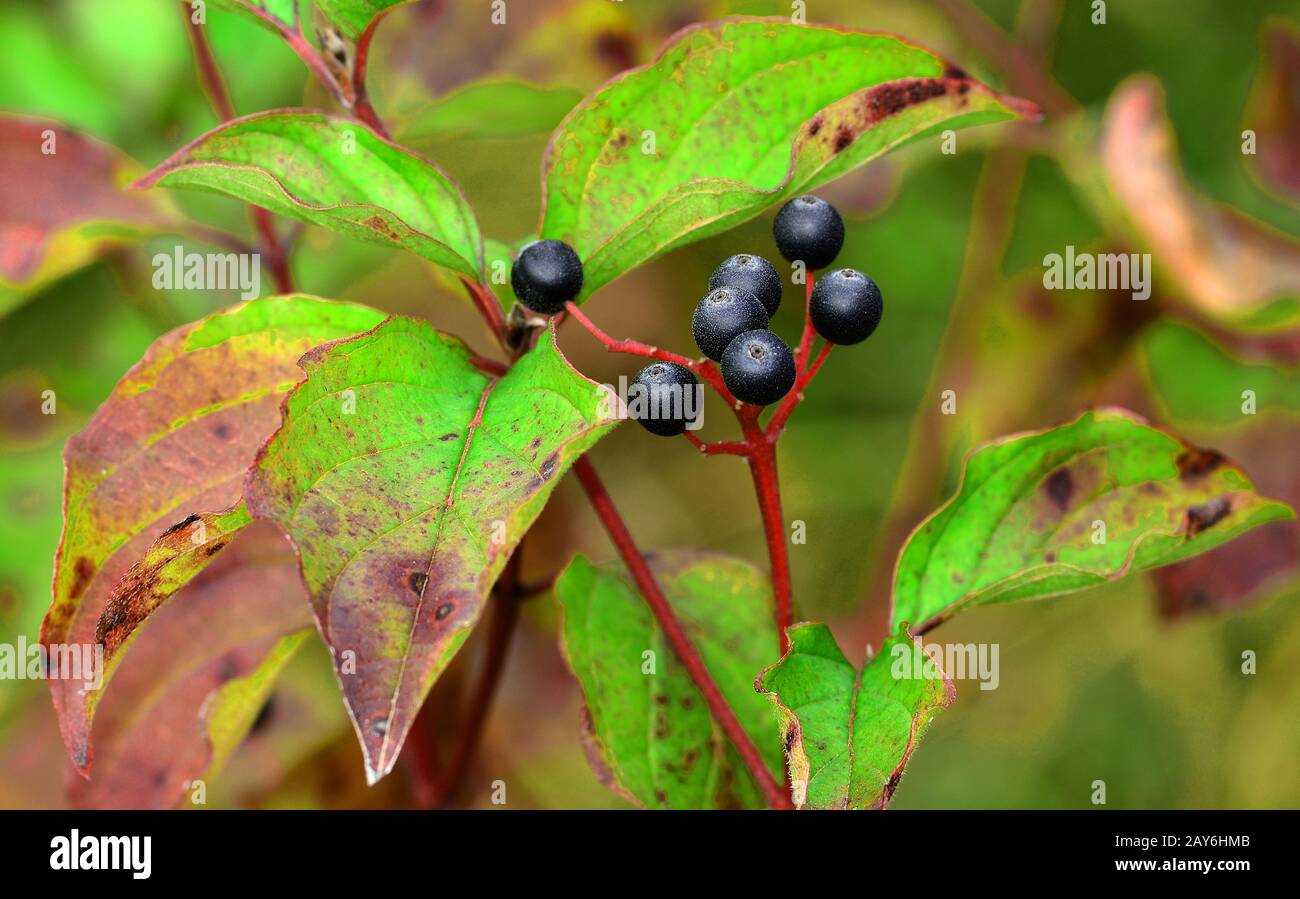Gewöhnliches Dogwood, blutrübiges Dogwood, Dogbeere, Pegwood, rotes Dogwood, Beere, Stockfoto