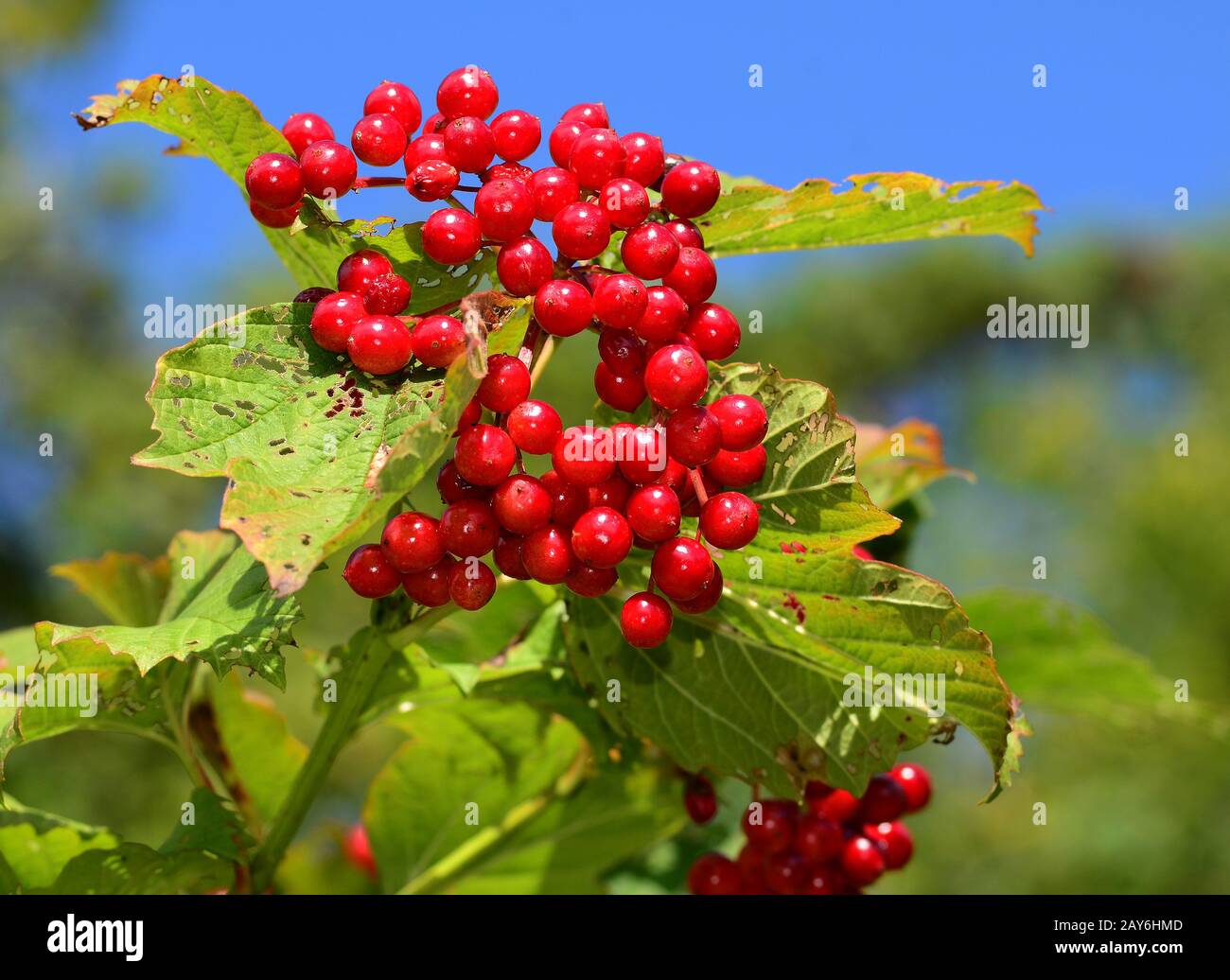 Krampfrinde, europäischer Kranberrystrauch, Guelder Rose, Schneeballbaum, Wasserältester, Wegring Tree Stockfoto