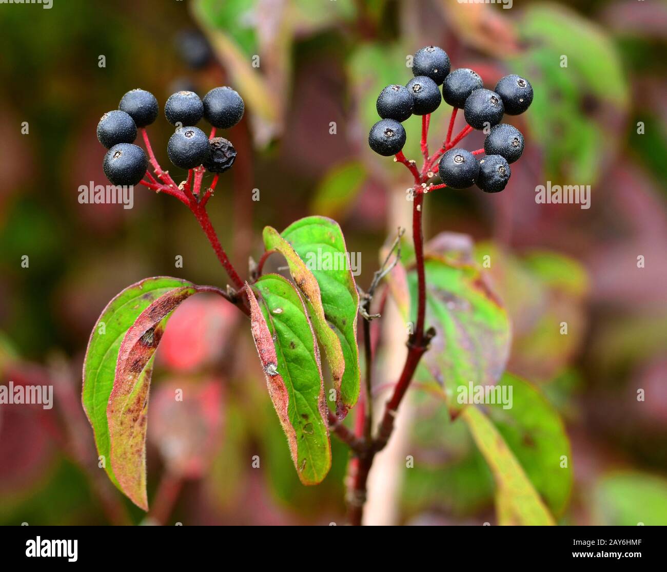 hartriegel, Blutperfholz, Dogbeere, Pegholz, rotes Dogwood, Beere, Stockfoto