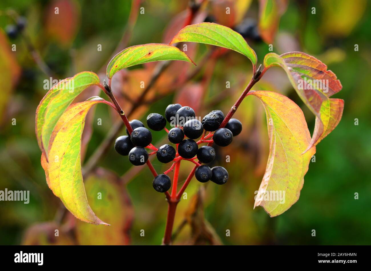 bush, Strauch, Beere, Obst, Dogwood, Blutperfen-Dogwood, Dogbeere, Pegwood, rotes Dogwood, Stockfoto