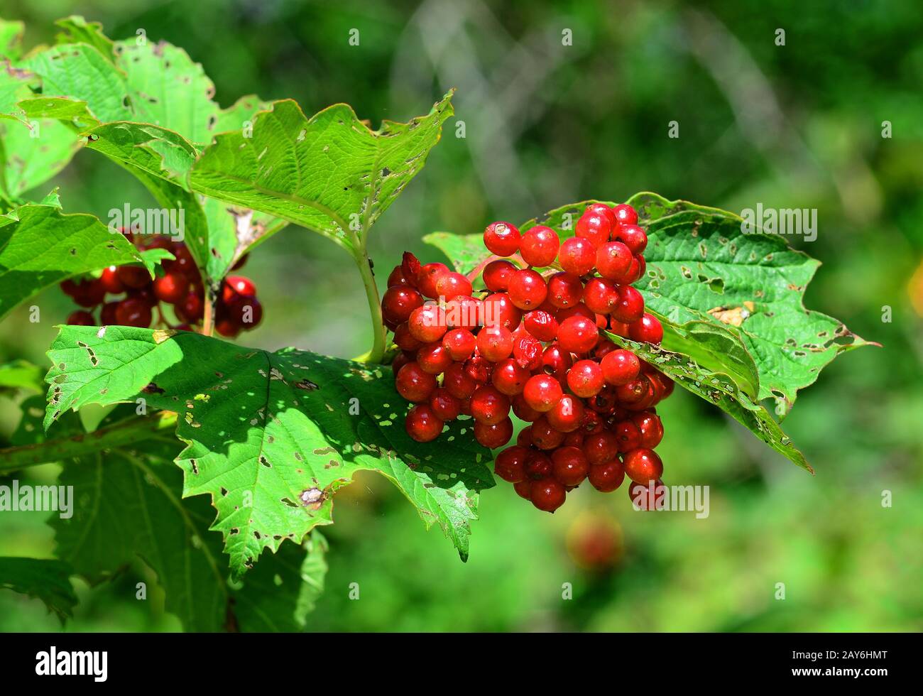 bush, Strauch, Krampfrinde, europäischer Kranberrystrauch, Guelder Rose, Schneeballbaum, Wasserältester, Stockfoto