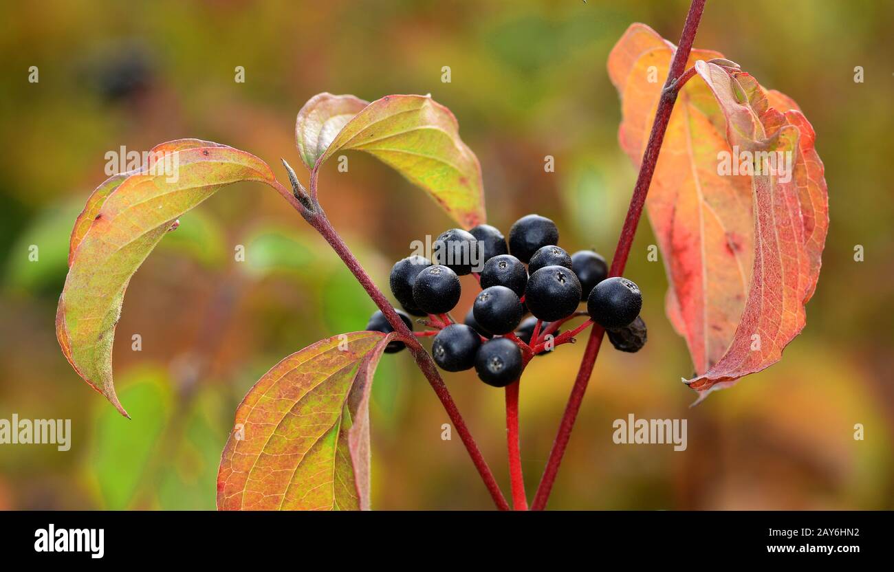 bush, Strauch, gewöhnliches Dogwood, blutrot-twig Dogwood, Dogberry, Pegwood, rotes Dogwood, Stockfoto