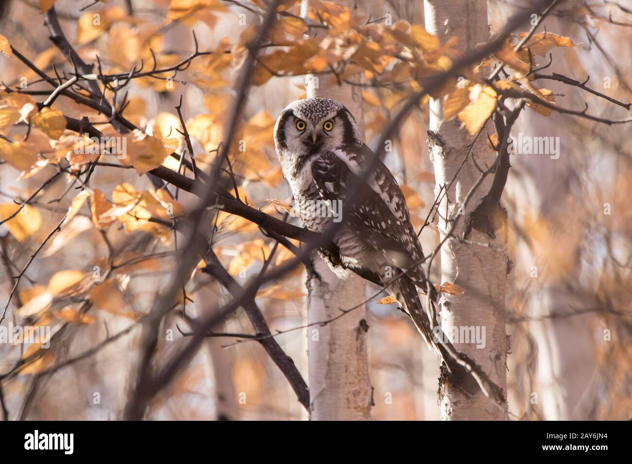Habicht Eule sitzt auf einem Ast im Wald sonnigen Herbsttag Stockfoto