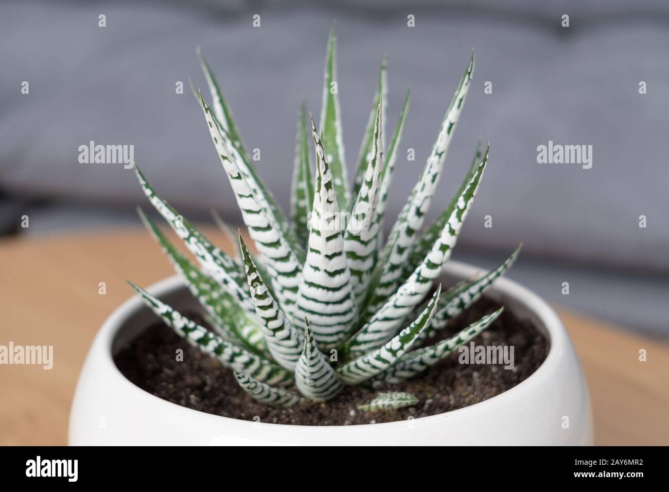 Haworthia fasciata alba (Albino, breiter Zebra) saftig mit leuchtend weißen Streifen Stockfoto