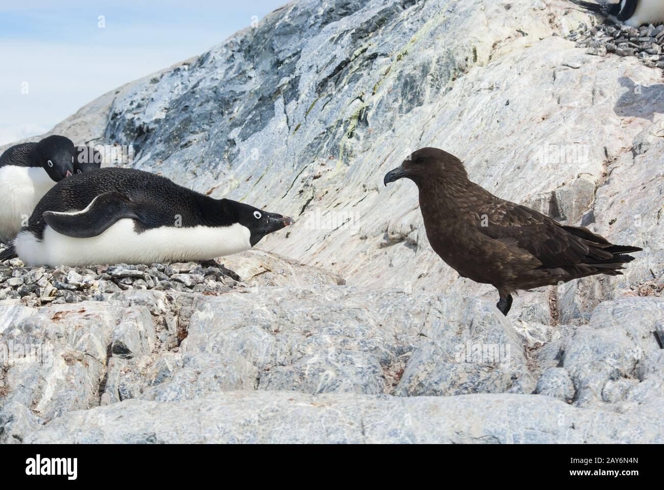 Adelie Penguin Bebrüten das Ei zum Zeitpunkt, wenn er vom Nest Brown Skua fährt Stockfoto