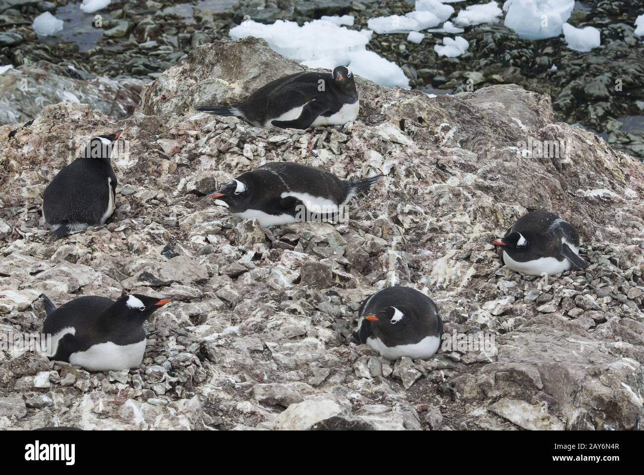 Kleine Kolonie von Gentoo Penguins auf einer Insel vor der Westküste der Antarktischen Halbinsel Stockfoto