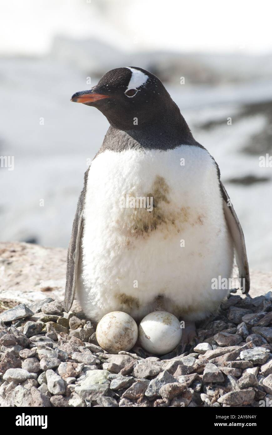 weibliche Gentoo Pinguine auf dem Nest mit zwei Eiern Stockfoto