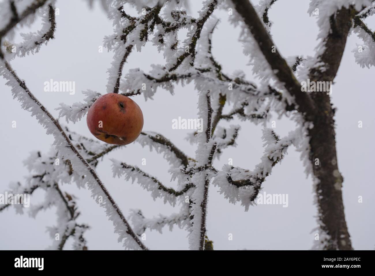 Vom Wurm gefressen, hängt im Winter im apfelbaum, wenn es sich um einen Huffrost handelt Stockfoto