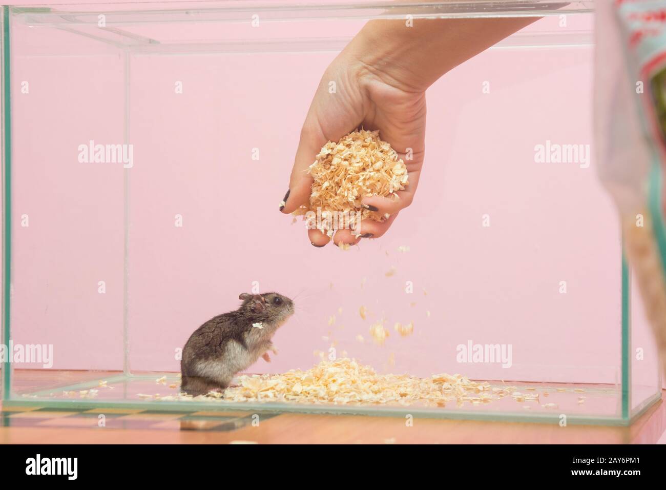 Sie wechselt das Sägemehl im Aquarium enthält einen hamster Stockfoto