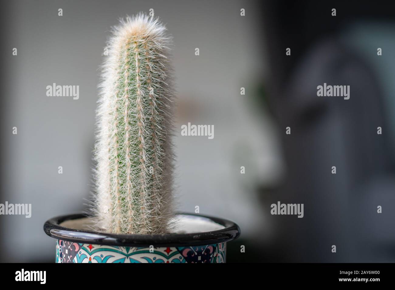 Silberfackel-Kaktus (Cleistocactus strausii, wollig), kleine Größe im farbenprächtigen Kelch Stockfoto