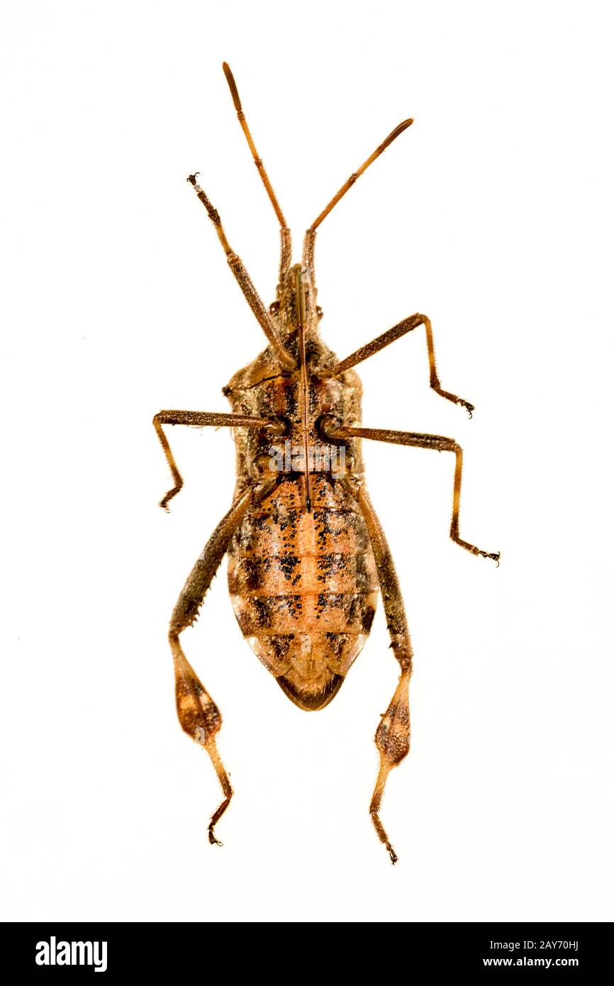 Nahaufnahme eines amerikanischen Pine Bug Stockfoto