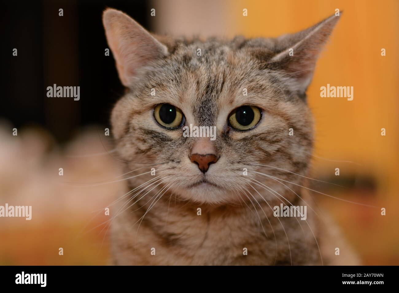 Porträt einer aufmerksamen grauen Hauskatze - Schärfentiefe Stockfoto