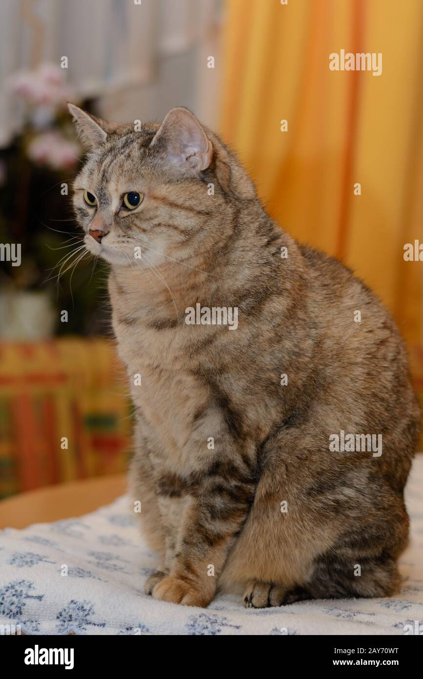 Aufmerksame graue Hauskatze sitzt aufmerksam am Tisch - von der Seite gesehen Stockfoto