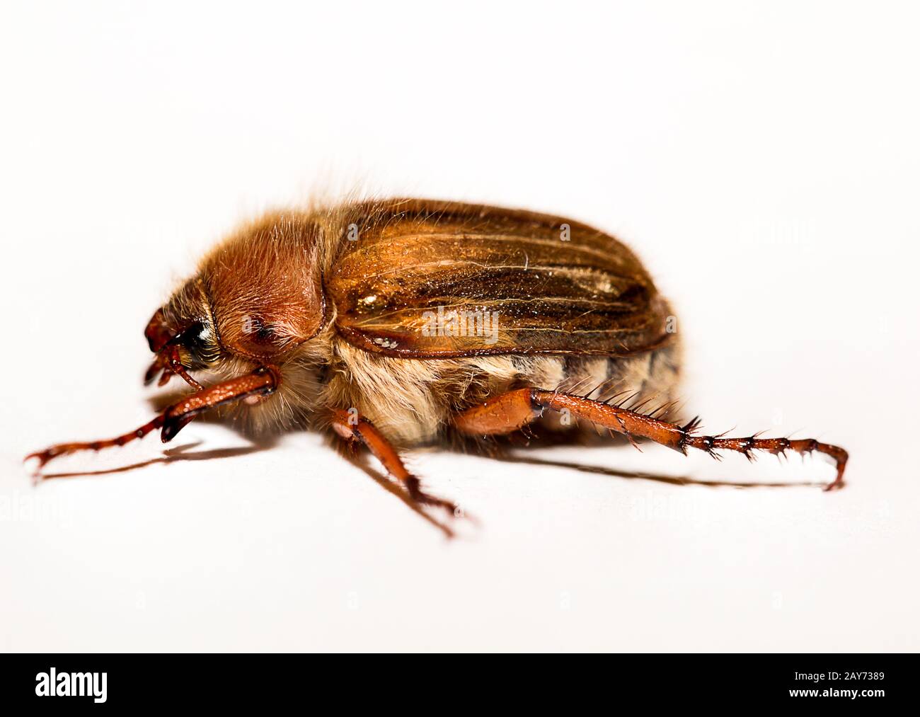 Es handelt sich um einen kleinen gewellten, zerbrochen Käfer, der hauptsächlich im Juni gefunden wurde. Stockfoto