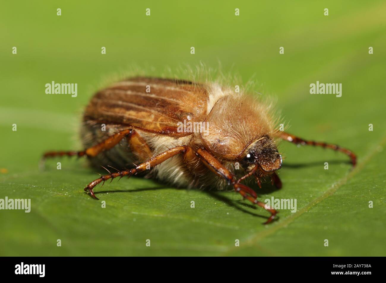 Es handelt sich um einen kleinen gewellten, zerbrochen Käfer, der hauptsächlich im Juni gefunden wurde. Stockfoto