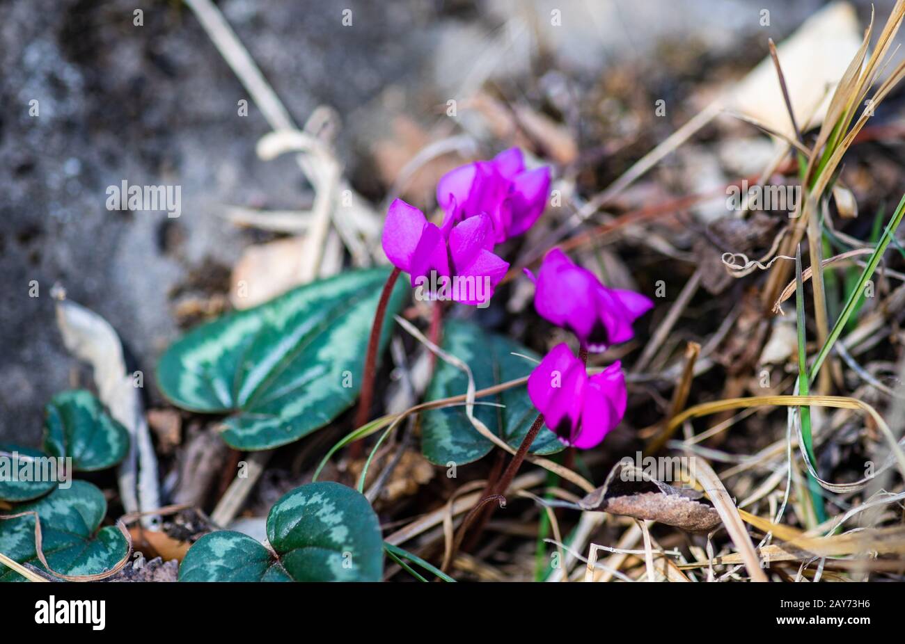 Erste Frühlingsblumen im Holz Erythronium sibiricum Stockfoto