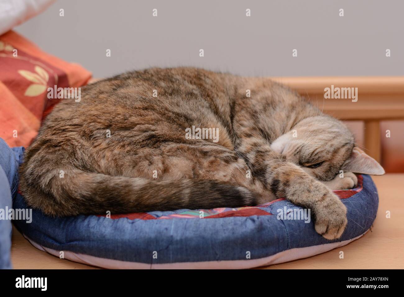 Graue Katze genießt es im Katzen-Bett - kuschelige Hauskatze Stockfoto
