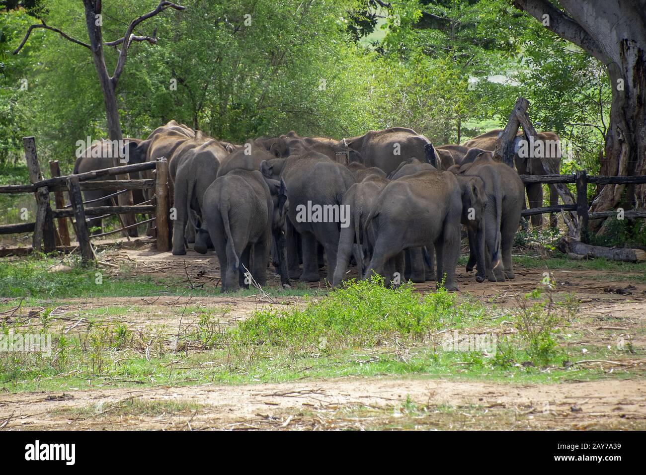 Sri Lanka, - Sept. 2015: Herde junger Elefanten, die nachgehen, Fütterungszeit im Udewalawe, Elephant Transit Home Stockfoto