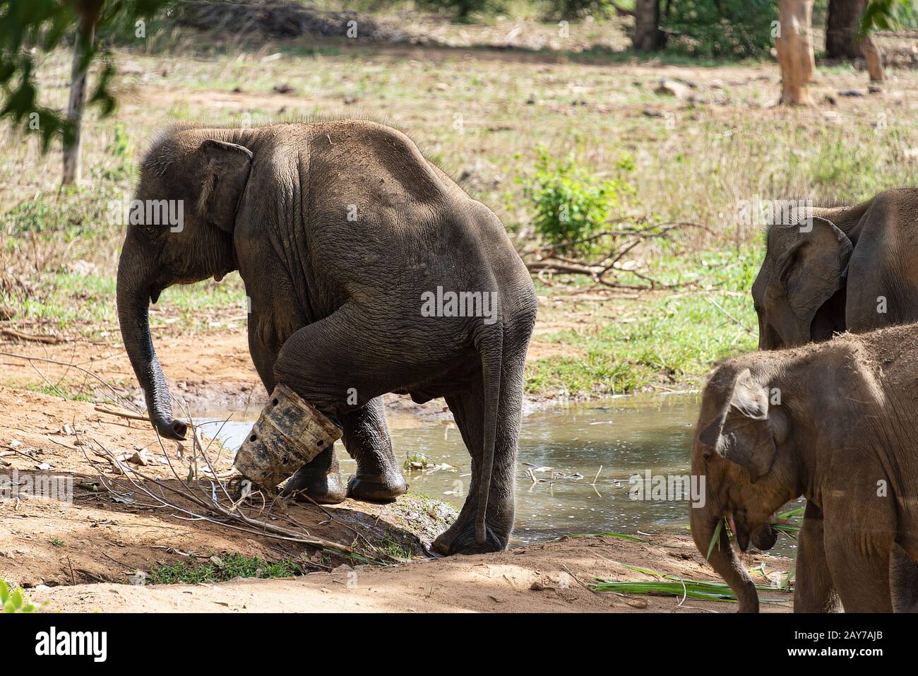 Sri Lanka, - September 2015: Im Udewalawe, Elephant Transit Home, trägt ein junger Elefant einen schützenden Stiefel, während er sich erholt, nachdem er in einer sn gefangen wurde Stockfoto