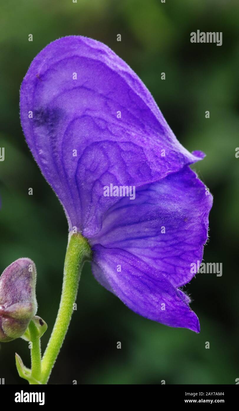 Blume der blauen Eisenmütze Stockfoto