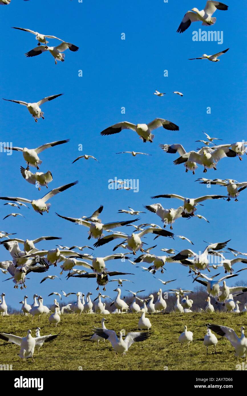 Schneegänse im Flug während der Frühjahrswanderung im Middle Creek Wildlife Management Area in Pennsylvania, USA Stockfoto