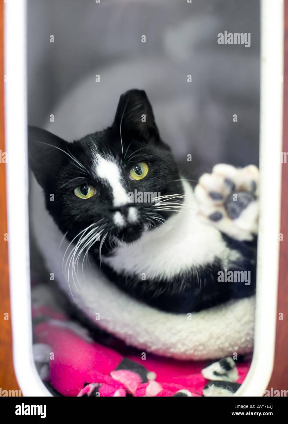 Eine schwarz-weiße Tuxedo-Katze in einem Tierschutzkäfig mit Ohrspitze, was darauf hindeutet, dass sie ausgespioniert oder ausgekleidet und geimpft wurde Stockfoto