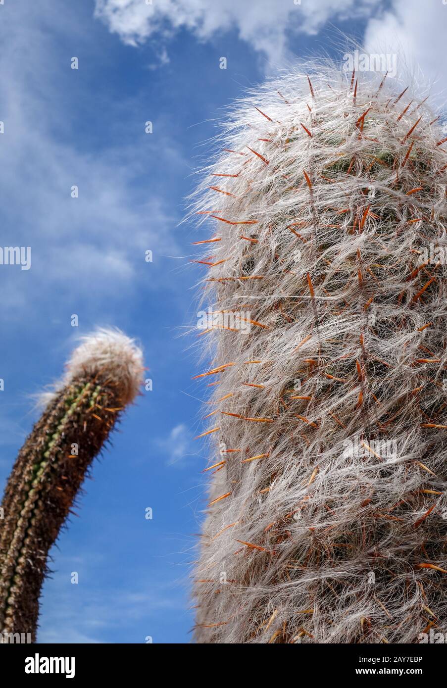 Haarige Kaktus in der Wste Stockfotografie - Alamy