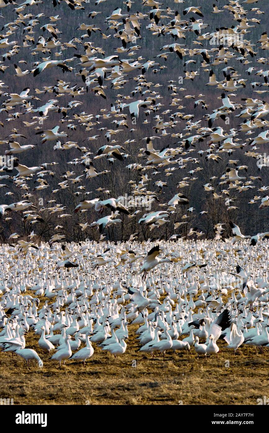 Schneegänse im Flug während der Frühjahrswanderung im Middle Creek Wildlife Management Area in Pennsylvania, USA Stockfoto
