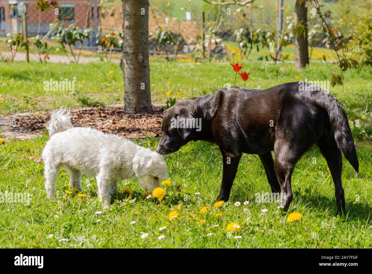 Zwei Hunde - schwarze Labrador kreuzen sich und weiße Havanesen im Garten Stockfoto