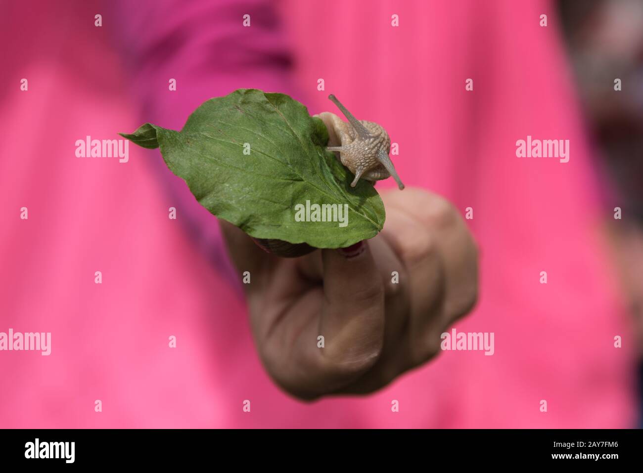 Römische Schnecke wird auf grünem Blatt gehalten - starker Kontrast Stockfoto