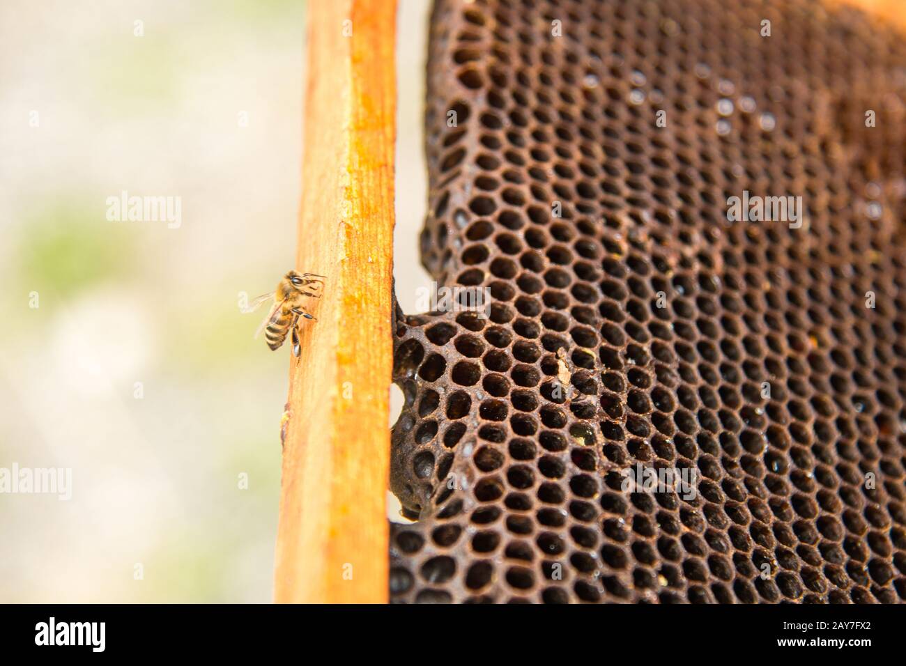 Tote Bienen, bedeckt mit Staub und Milben auf einer leeren Wabe von einem im Rückgang begriffen Bienenstock Stockfoto
