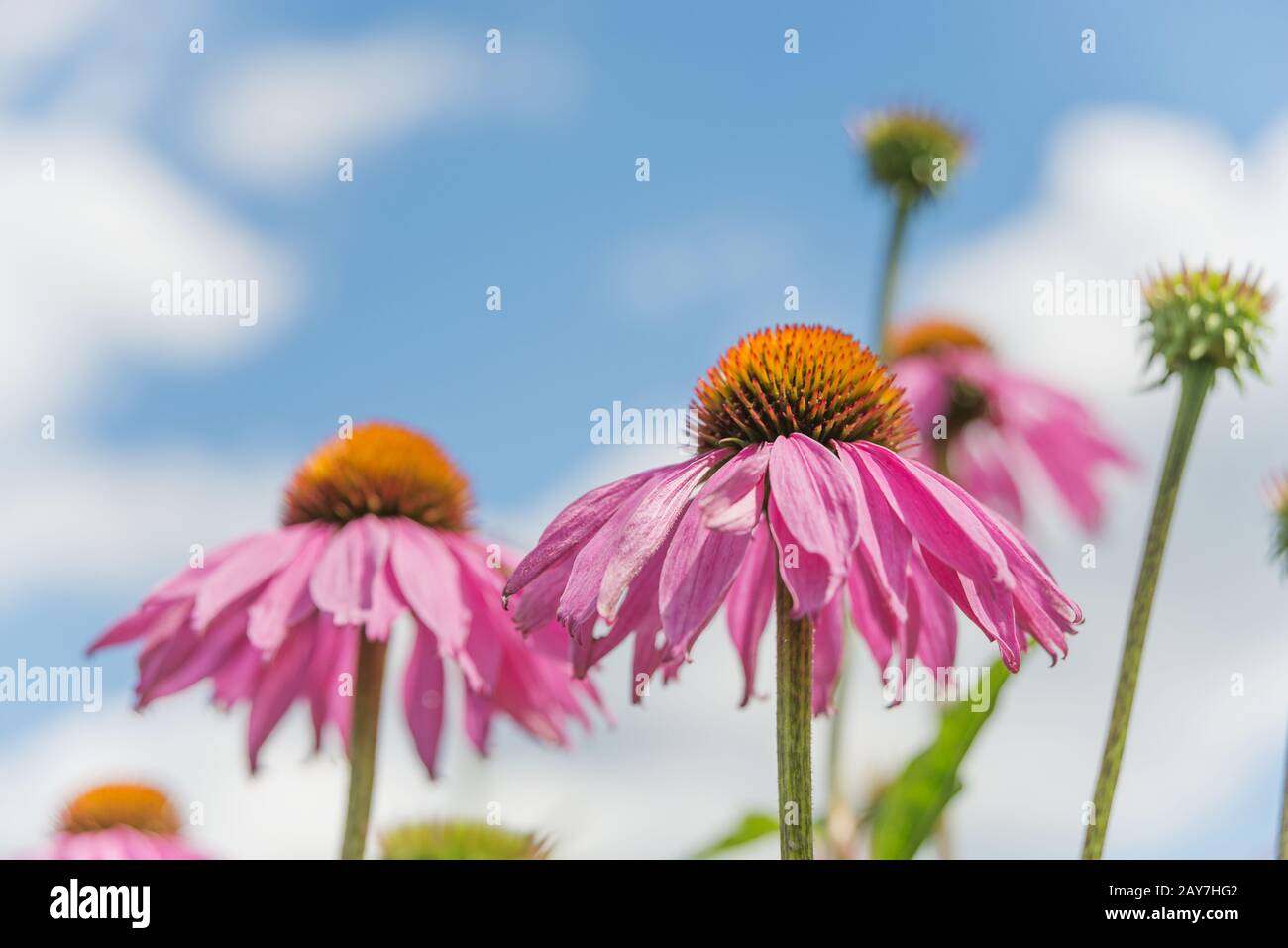Echinacea purpurea gegen einen blauen Himmel Stockfoto